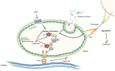 Perspective: Collagen induced platelet activation via the GPVI receptor as a primary target of colchicine in cardiovascular disease